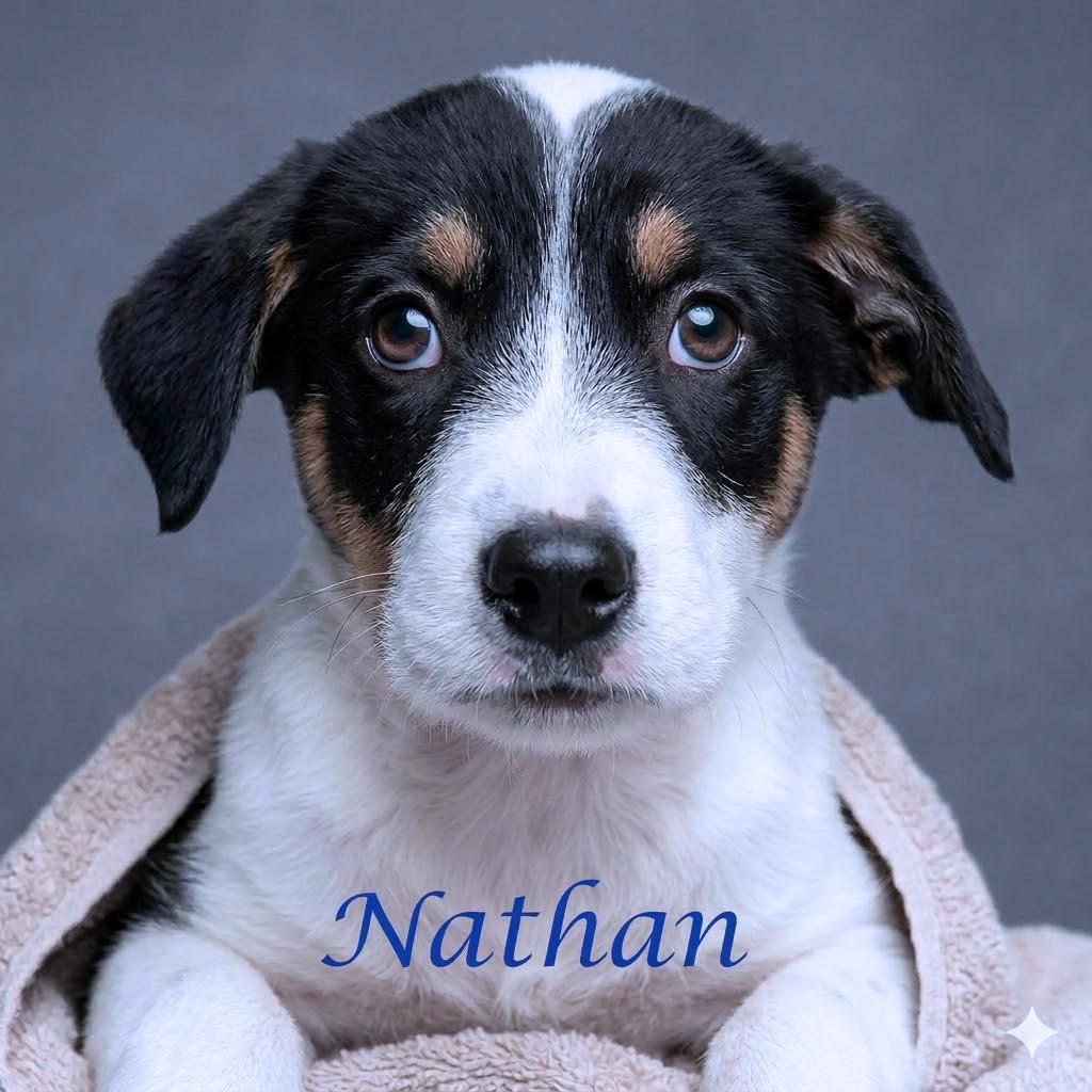 Nathan D26-104, Adoptable, Puppy Male Cattle Dog & Mixed Breed.