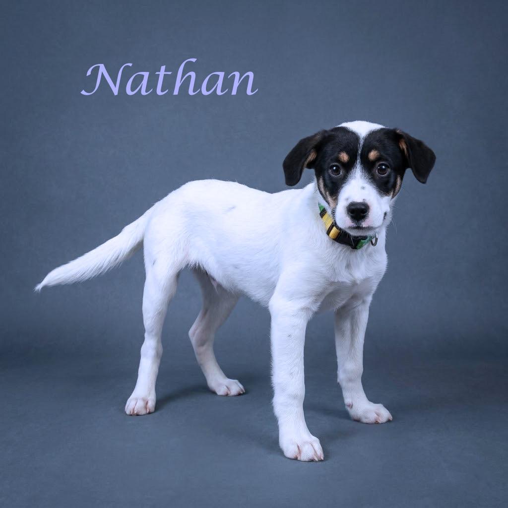 Nathan D26-104, a Adoptable mixed breed in Lebanon, TN image 3/6