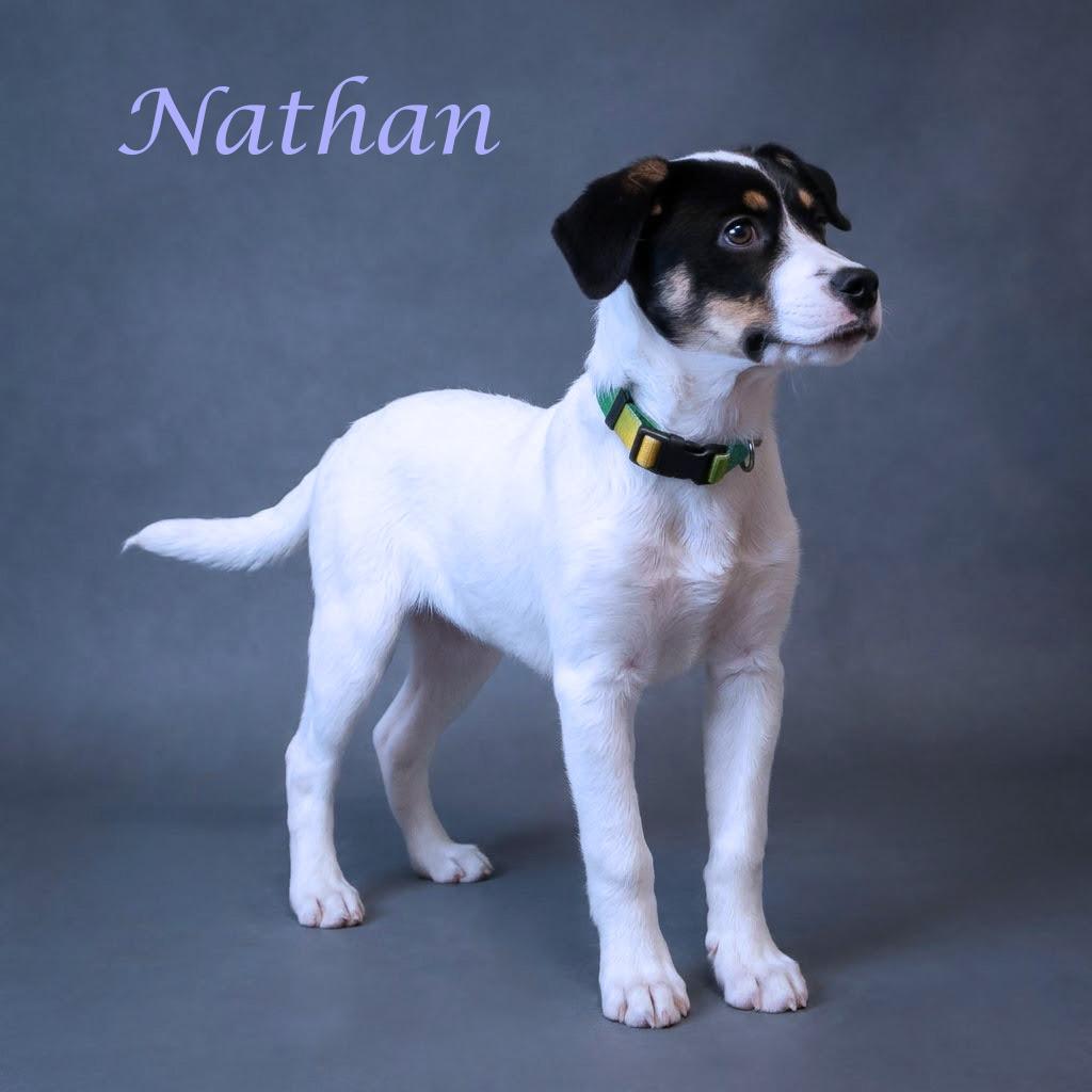 Nathan D26-104, a Adoptable mixed breed in Lebanon, TN image 4/6