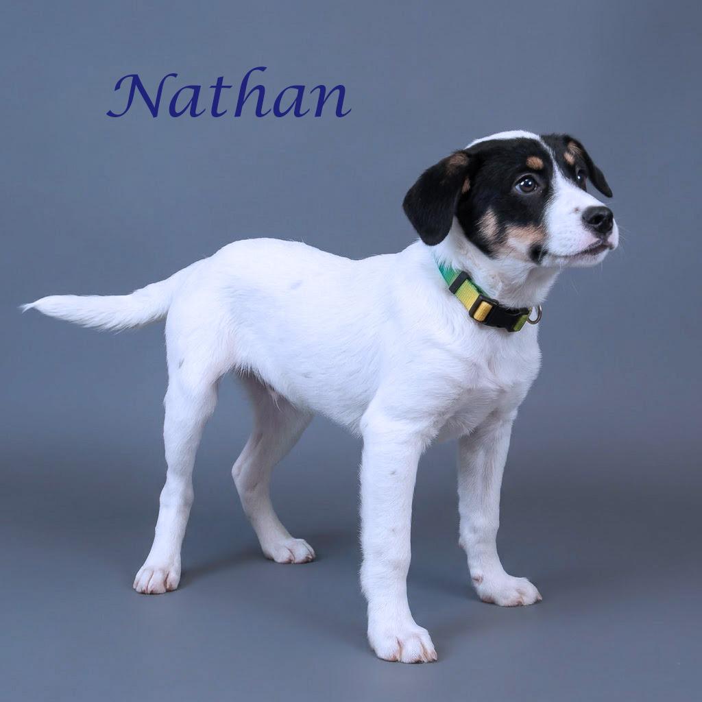 Nathan D26-104, a Adoptable mixed breed in Lebanon, TN image 5/6
