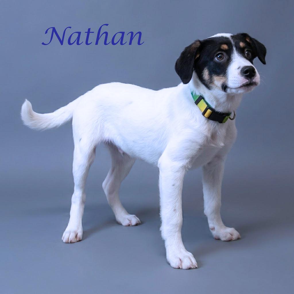 Nathan D26-104, a Adoptable mixed breed in Lebanon, TN image 6/6