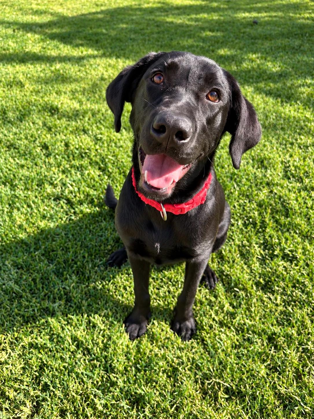 Enlarge Raleigh, a Adoptable Black Labrador Retriever in Torrance, CA image 2/5