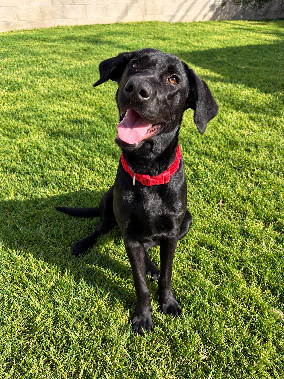 Enlarge Raleigh, a Adoptable Black Labrador Retriever in Torrance, CA image 3/5