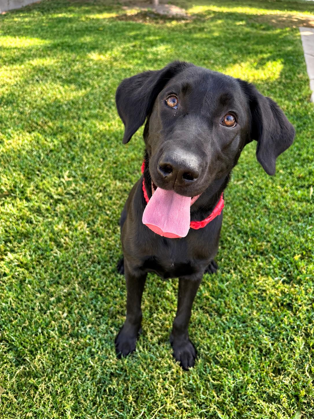 Enlarge Raleigh, a Adoptable Black Labrador Retriever in Torrance, CA image 5/5