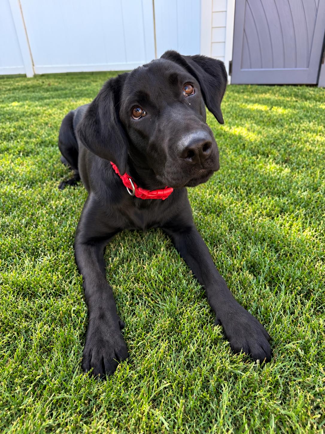 Enlarge Raleigh, a Adoptable Black Labrador Retriever in Torrance, CA image 1/5