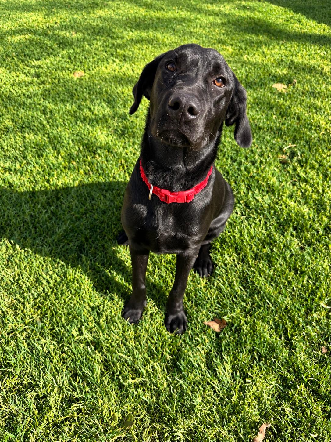 Enlarge Raleigh, a Adoptable Black Labrador Retriever in Torrance, CA image 4/5
