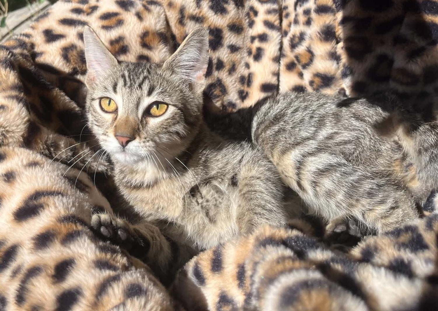 Tiger, ADOPTABLE, Young Male Domestic Short Hair.