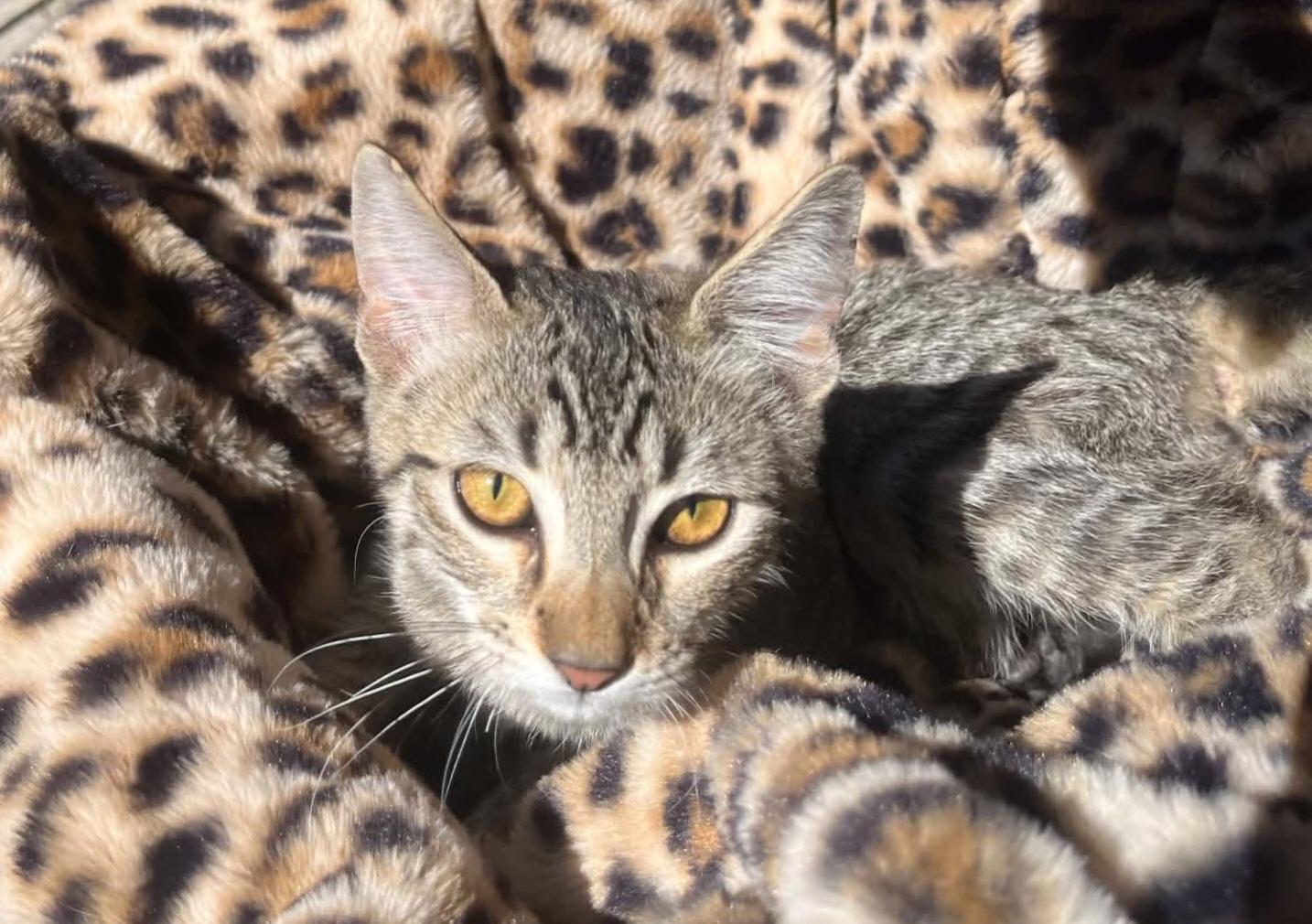 Tiger, a ADOPTABLE Domestic Short Hair in Susanville, CA image 2/2