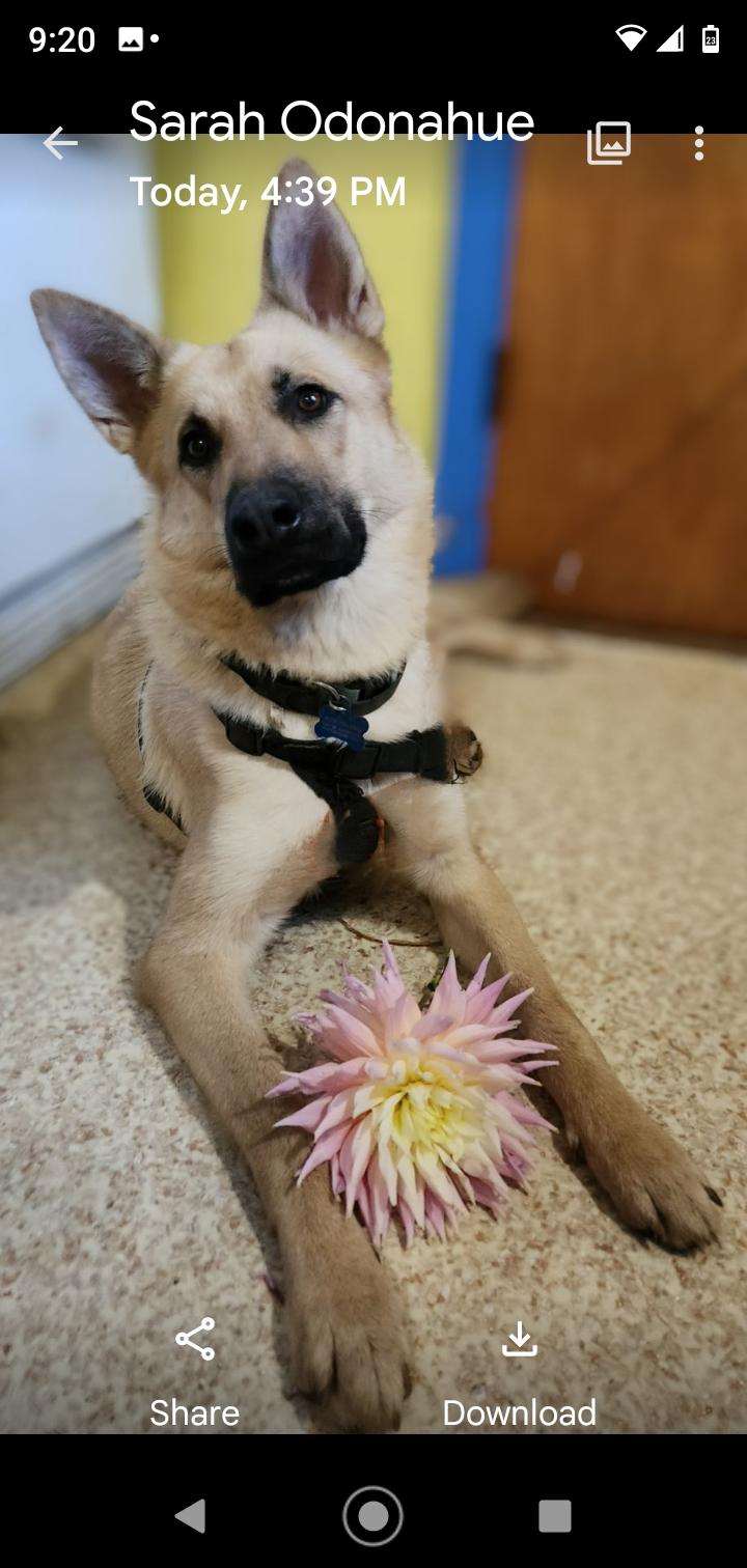 Enlarge Layla, a Adoptable mixed breed in Seattle, WA image 2/6
