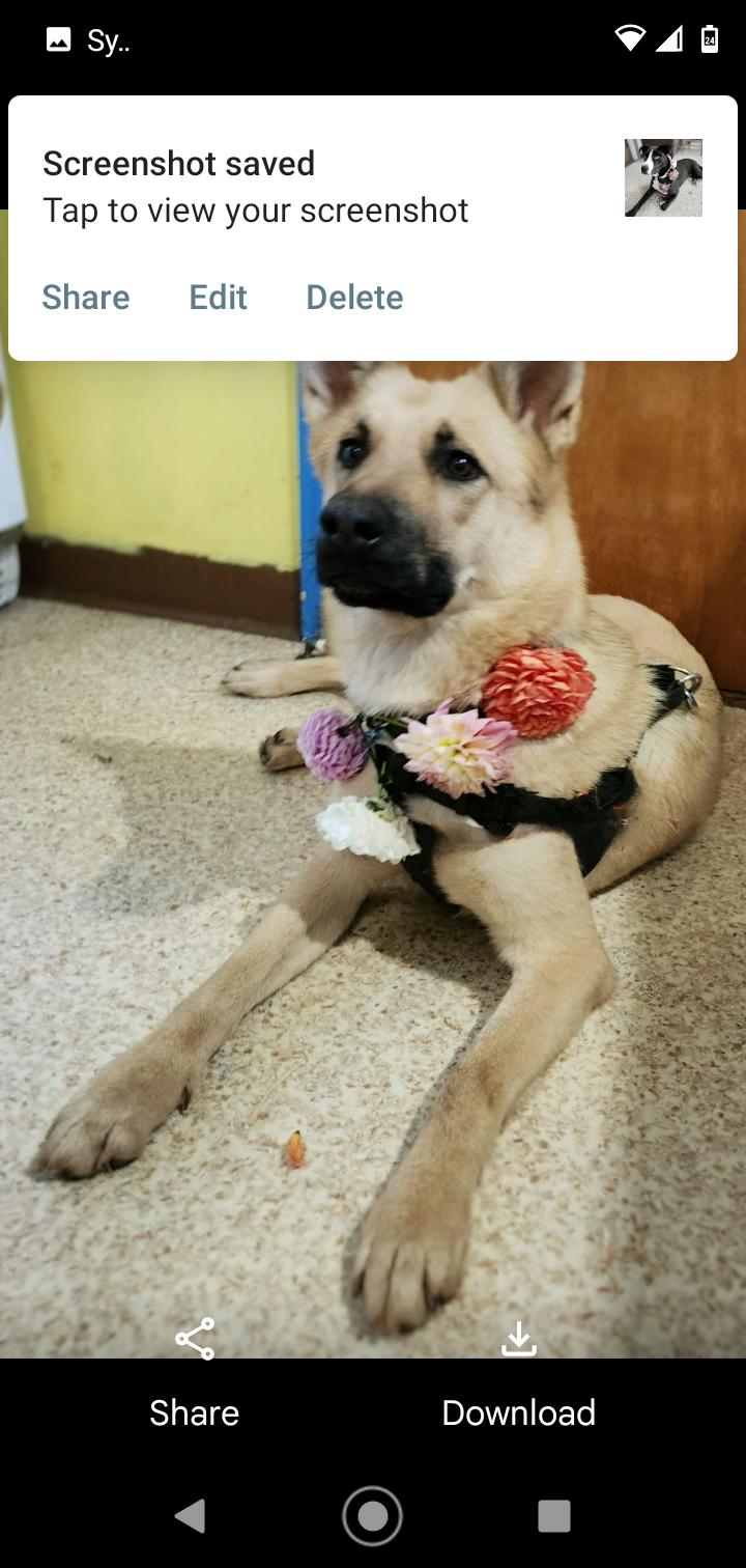 Enlarge Layla, a Adoptable mixed breed in Seattle, WA image 4/6