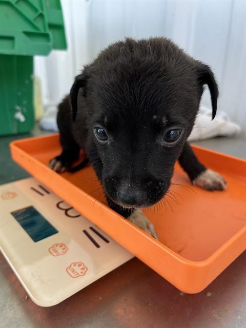 Cashew - URGENT, adopted, Puppy Male Shepherd.