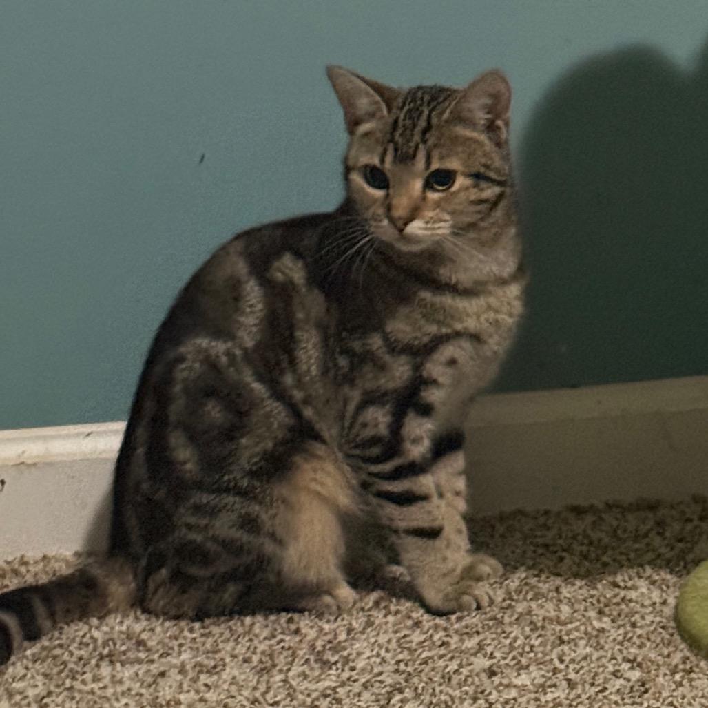 Enlarge Bindi, a Adoptable Domestic Short Hair in Frederick, MD image 1/6