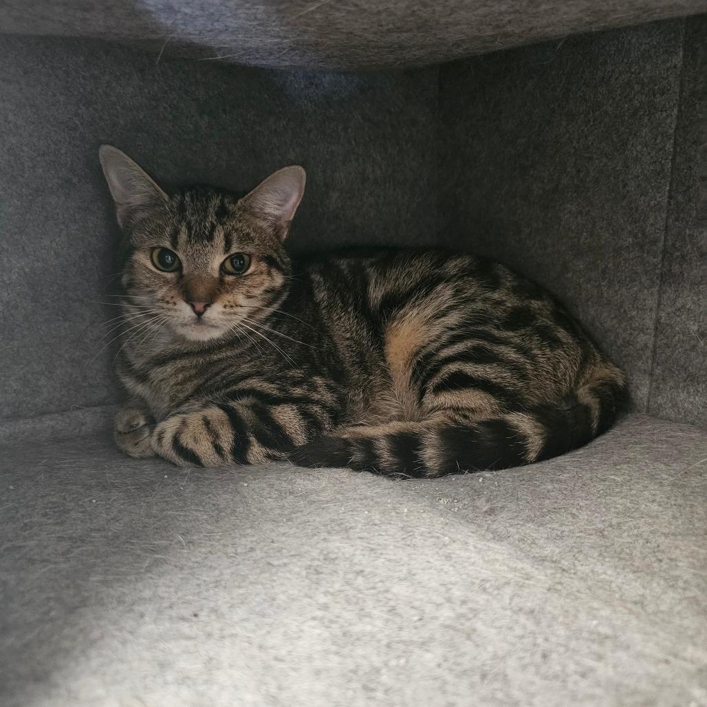 Enlarge Bindi, a Adoptable Domestic Short Hair in Frederick, MD image 2/6