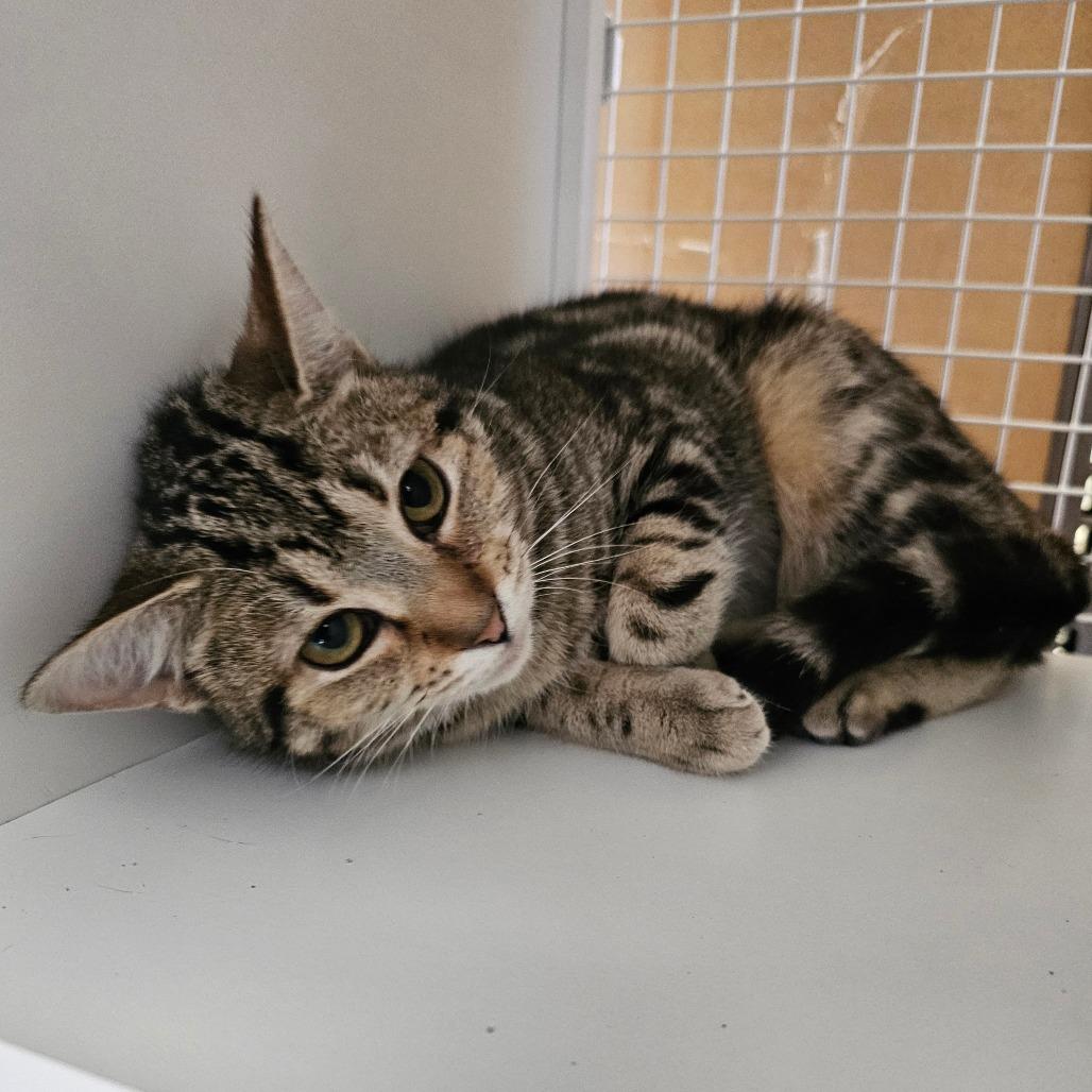 Enlarge Bindi, a Adoptable Domestic Short Hair in Frederick, MD image 3/6