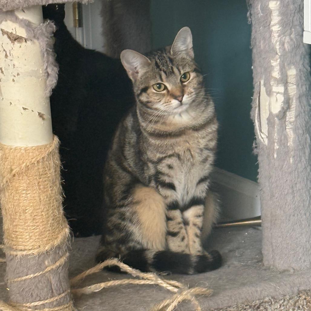 Enlarge Bindi, a Adoptable Domestic Short Hair in Frederick, MD image 4/6