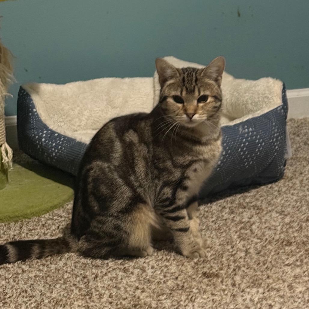 Enlarge Bindi, a Adoptable Domestic Short Hair in Frederick, MD image 5/6