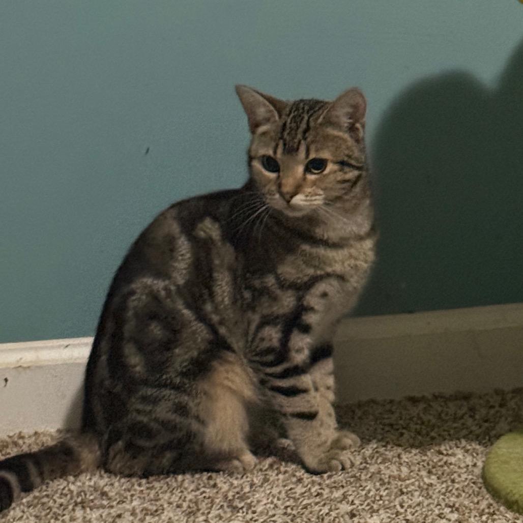Enlarge Bindi, a Adoptable Domestic Short Hair in Frederick, MD image 6/6