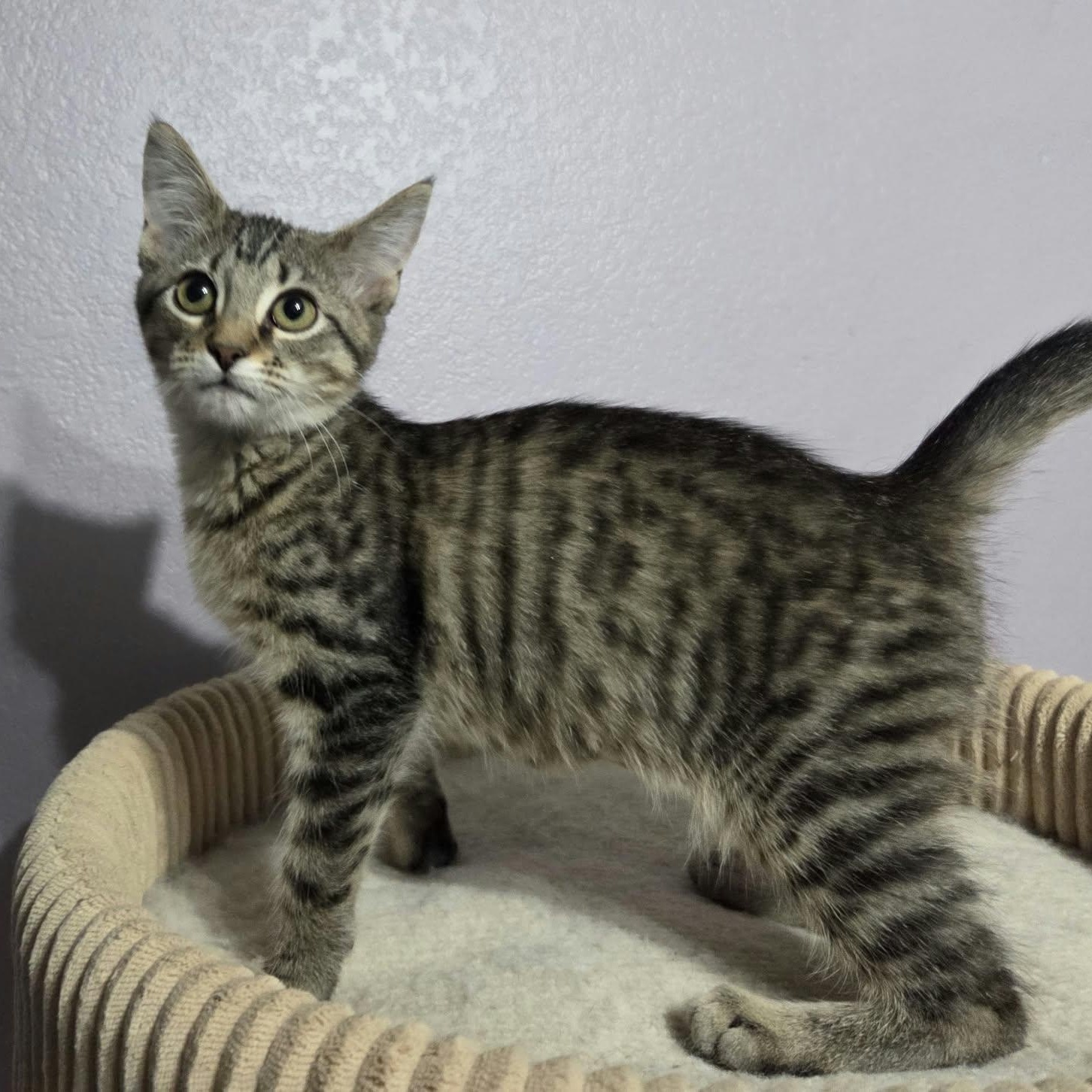 Enlarge CAMARO, a Adoptable Domestic Short Hair in Loveland, CO image 5/6