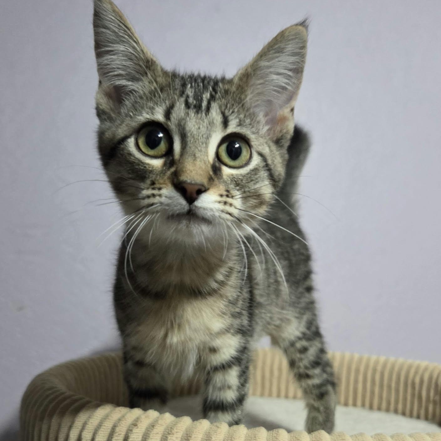 Enlarge CAMARO, a Adoptable Domestic Short Hair in Loveland, CO image 6/6