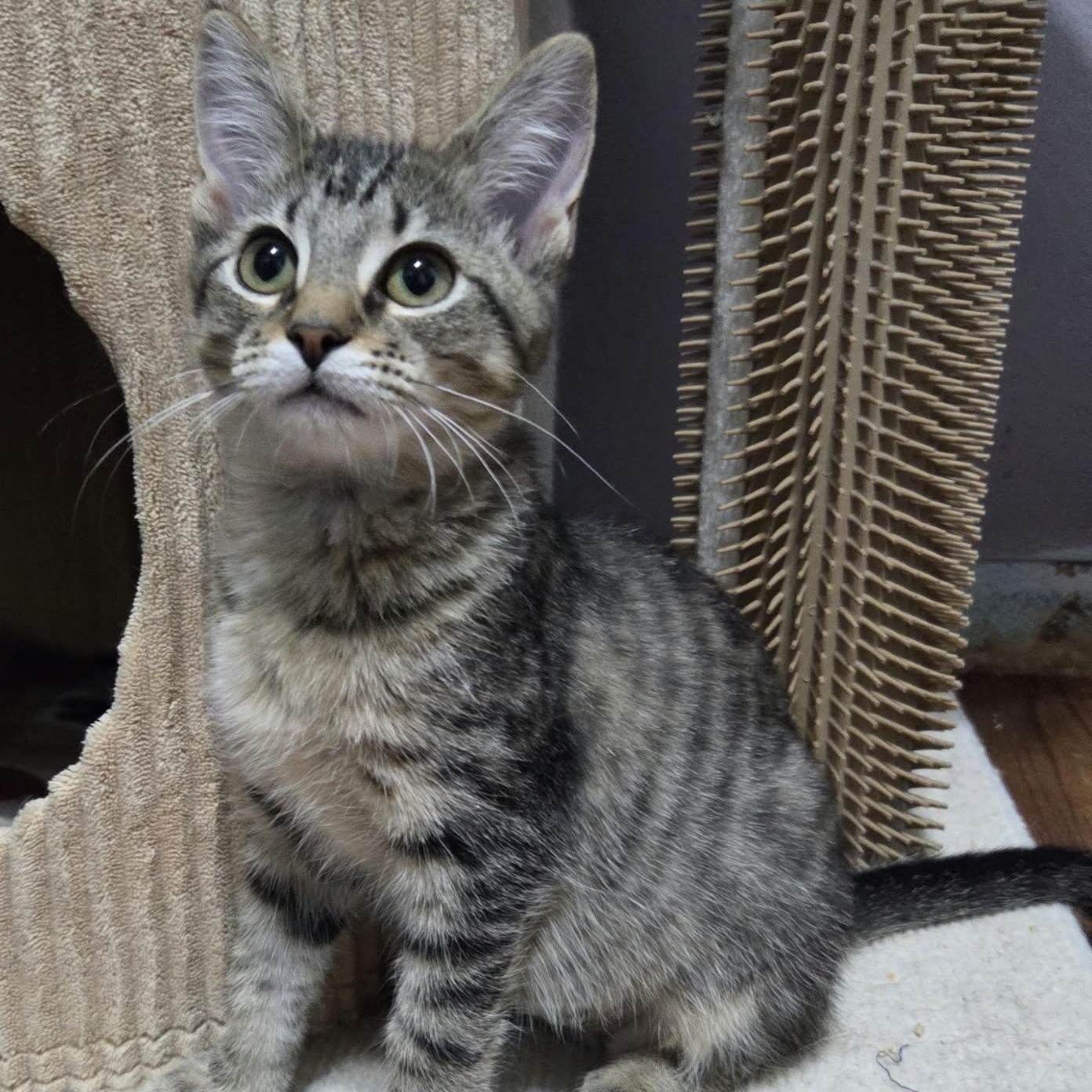 Enlarge CAMARO, a Adoptable Domestic Short Hair in Loveland, CO image 2/6