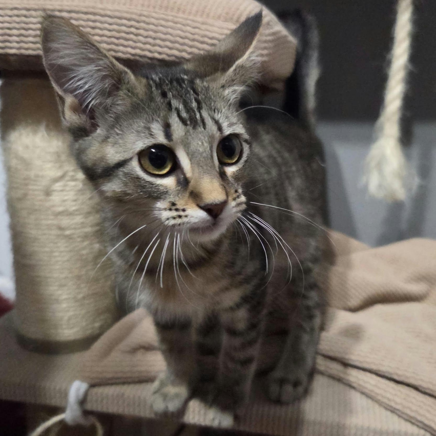 Enlarge CAMARO, a Adoptable Domestic Short Hair in Loveland, CO image 4/6