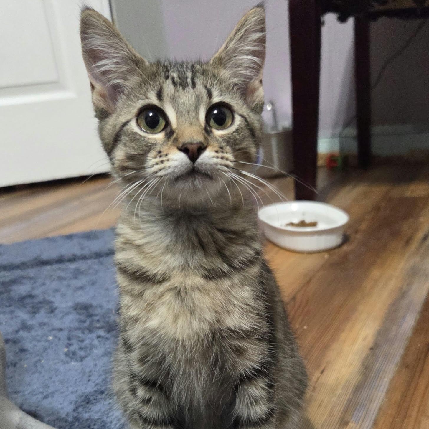 Enlarge CAMARO, a Adoptable Domestic Short Hair in Loveland, CO image 1/6