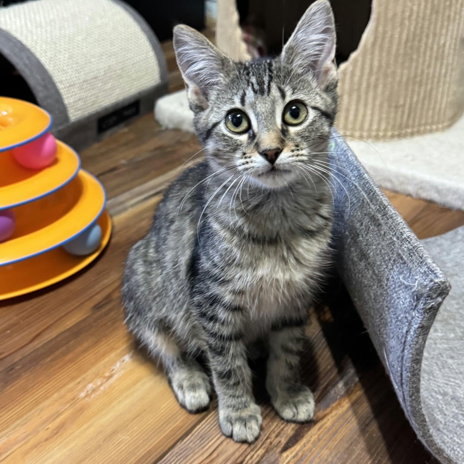 Enlarge CAMARO, a Adoptable Domestic Short Hair in Loveland, CO image 3/6