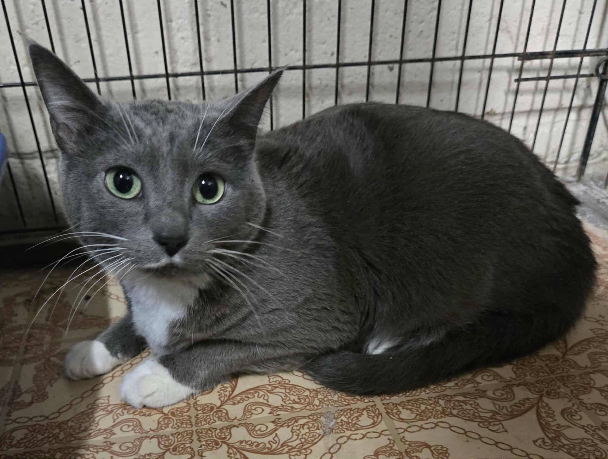 Mama, ADOPTABLE, Adult Female Domestic Short Hair.