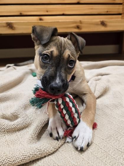Jul, a ADOPTABLE mixed breed in Woodstock, IL image 1/3