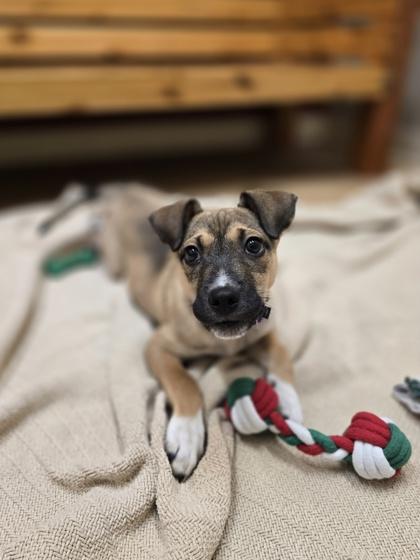 Jul, a ADOPTABLE mixed breed in Woodstock, IL image 3/3