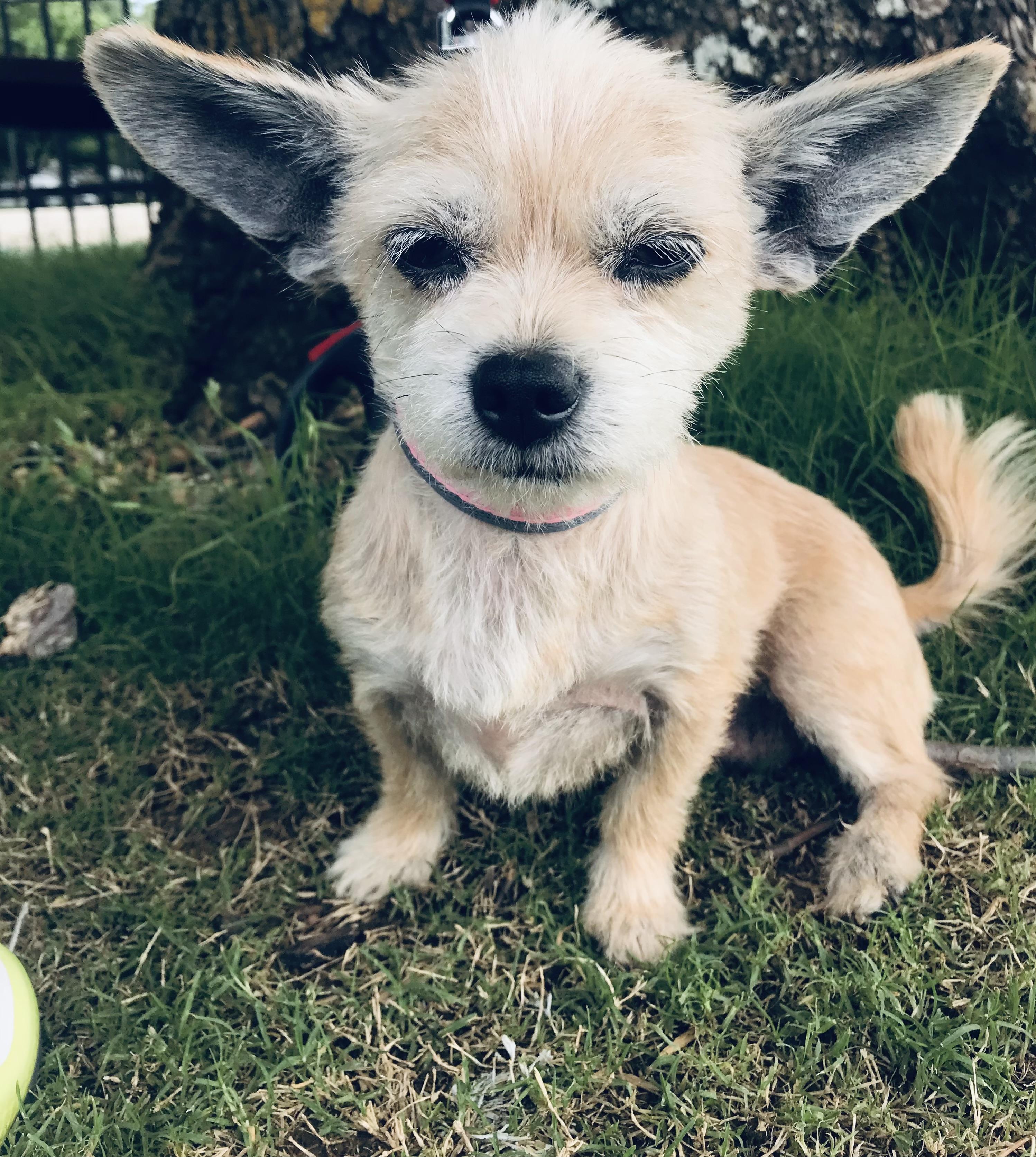 Feisty, Adoptable, Adult Female Chihuahua.