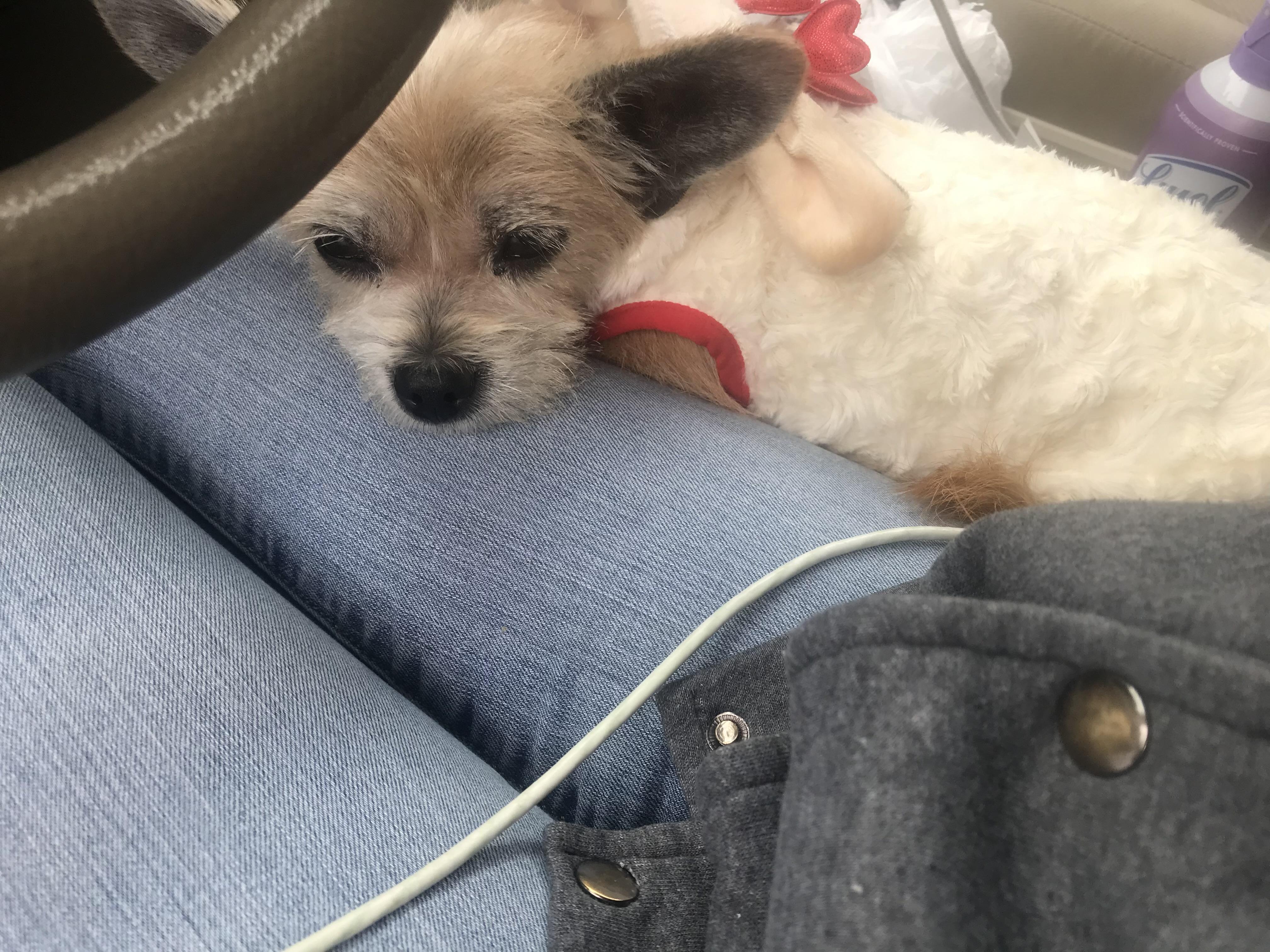 Feisty, a Adoptable mixed breed in Pilot Point, TX image 4/4