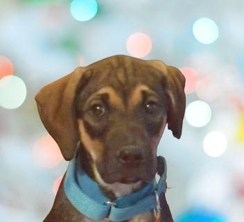 Dublin, ADOPTABLE, Puppy Male Mixed Breed.