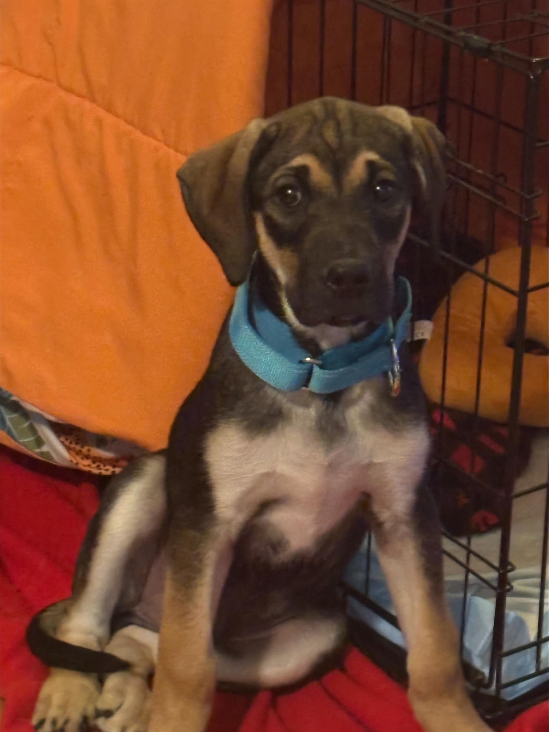 Enlarge Dublin, a ADOPTABLE Mixed Breed in Schaumburg, IL image 2/4