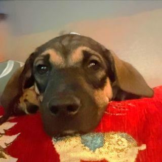 Enlarge Dublin, a ADOPTABLE Mixed Breed in Schaumburg, IL image 3/4