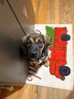 Enlarge Dublin, a ADOPTABLE Mixed Breed in Schaumburg, IL image 4/4