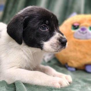The Beetles, Adoptable, Puppy Male Labrador Retriever.