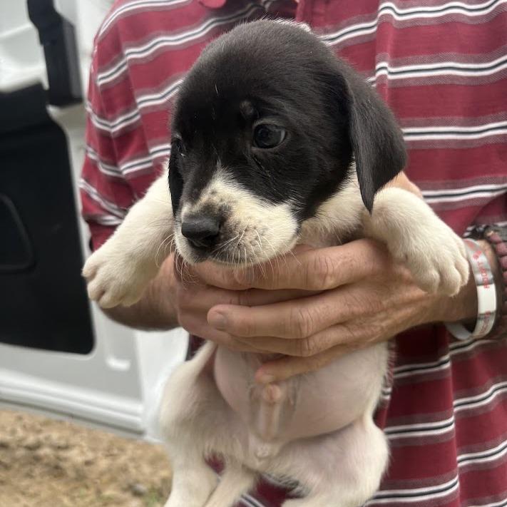 Enlarge The Beetles, a Adoptable mixed breed in North Charleston, SC image 2/4