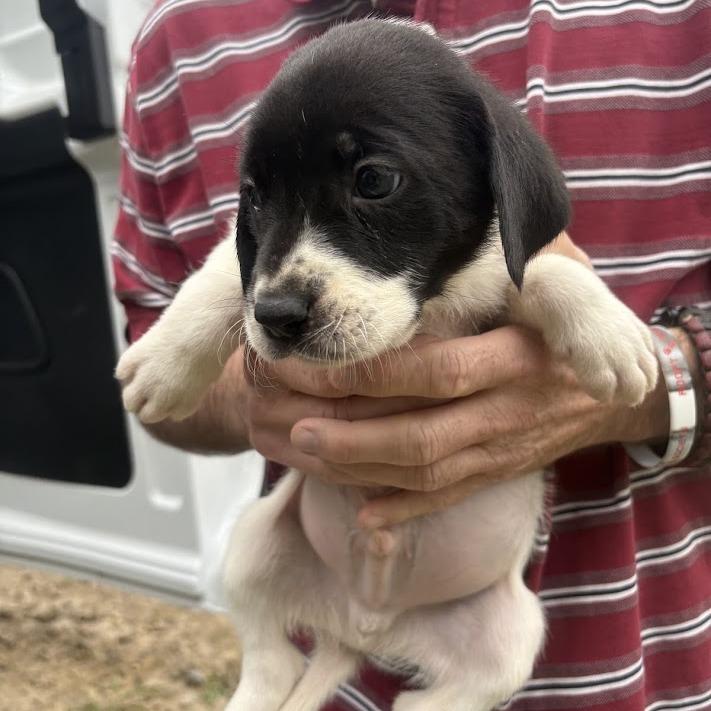 Enlarge The Beetles, a Adoptable mixed breed in North Charleston, SC image 3/4