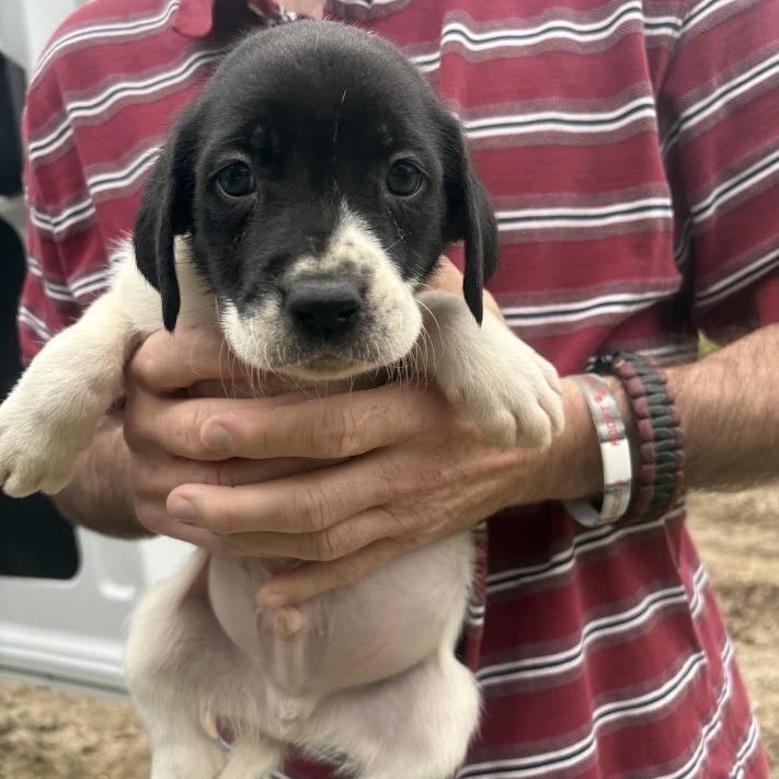 Enlarge The Beetles, a Adoptable mixed breed in North Charleston, SC image 4/4