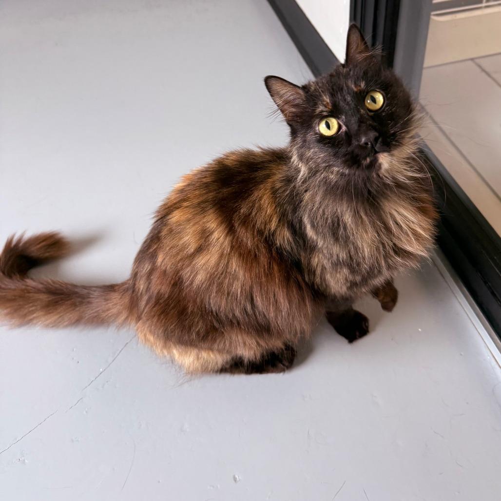 Enlarge Shade, a Adoptable Domestic Long Hair in Ponca City, OK image 1/4