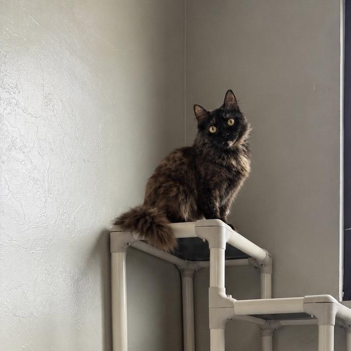 Enlarge Shade, a Adoptable Domestic Long Hair in Ponca City, OK image 2/4