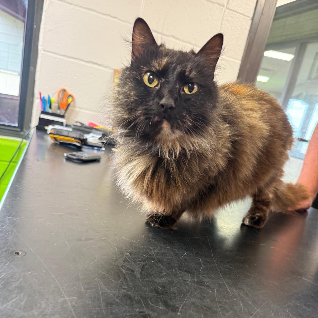 Enlarge Shade, a Adoptable Domestic Long Hair in Ponca City, OK image 3/4