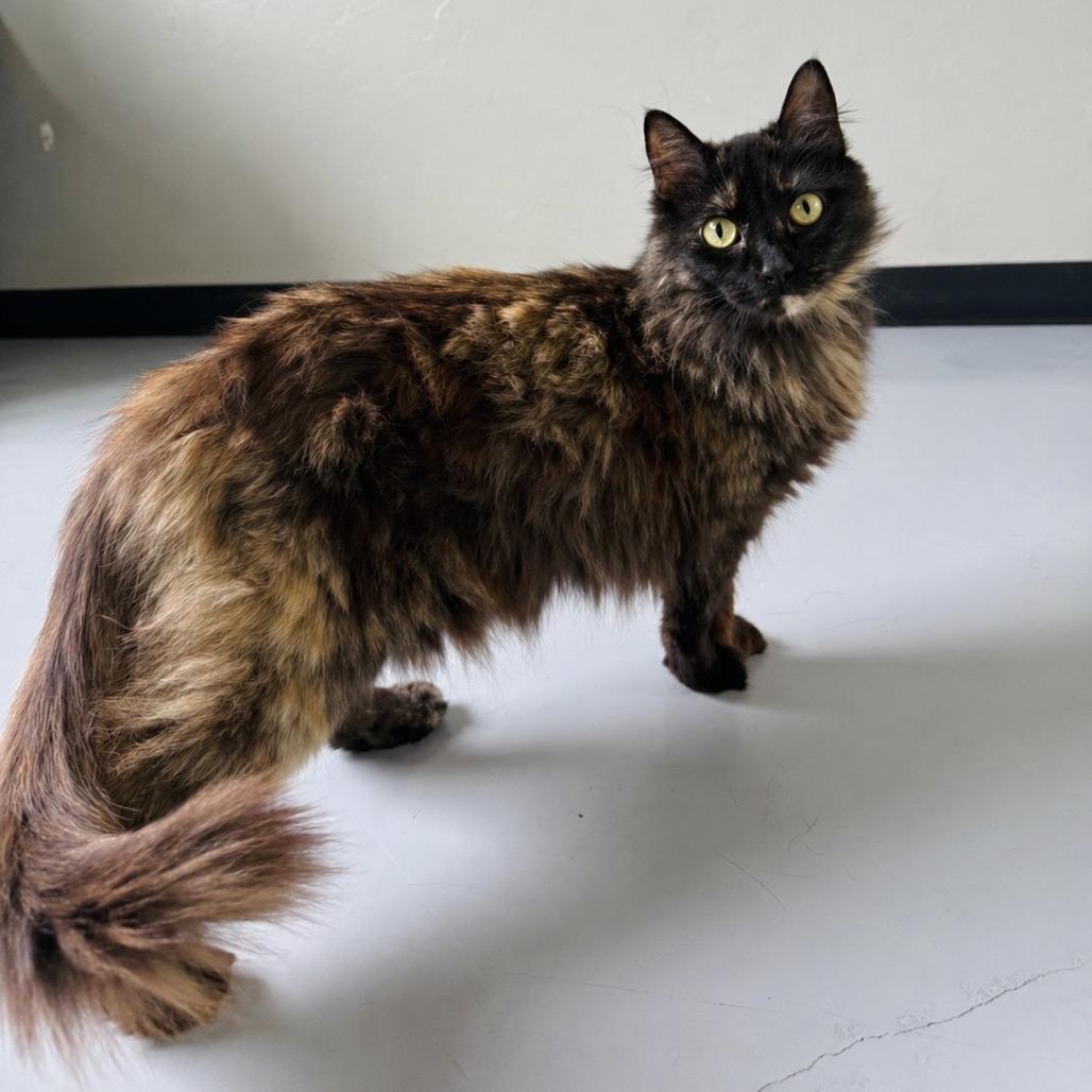 Enlarge Shade, a Adoptable Domestic Long Hair in Ponca City, OK image 4/4