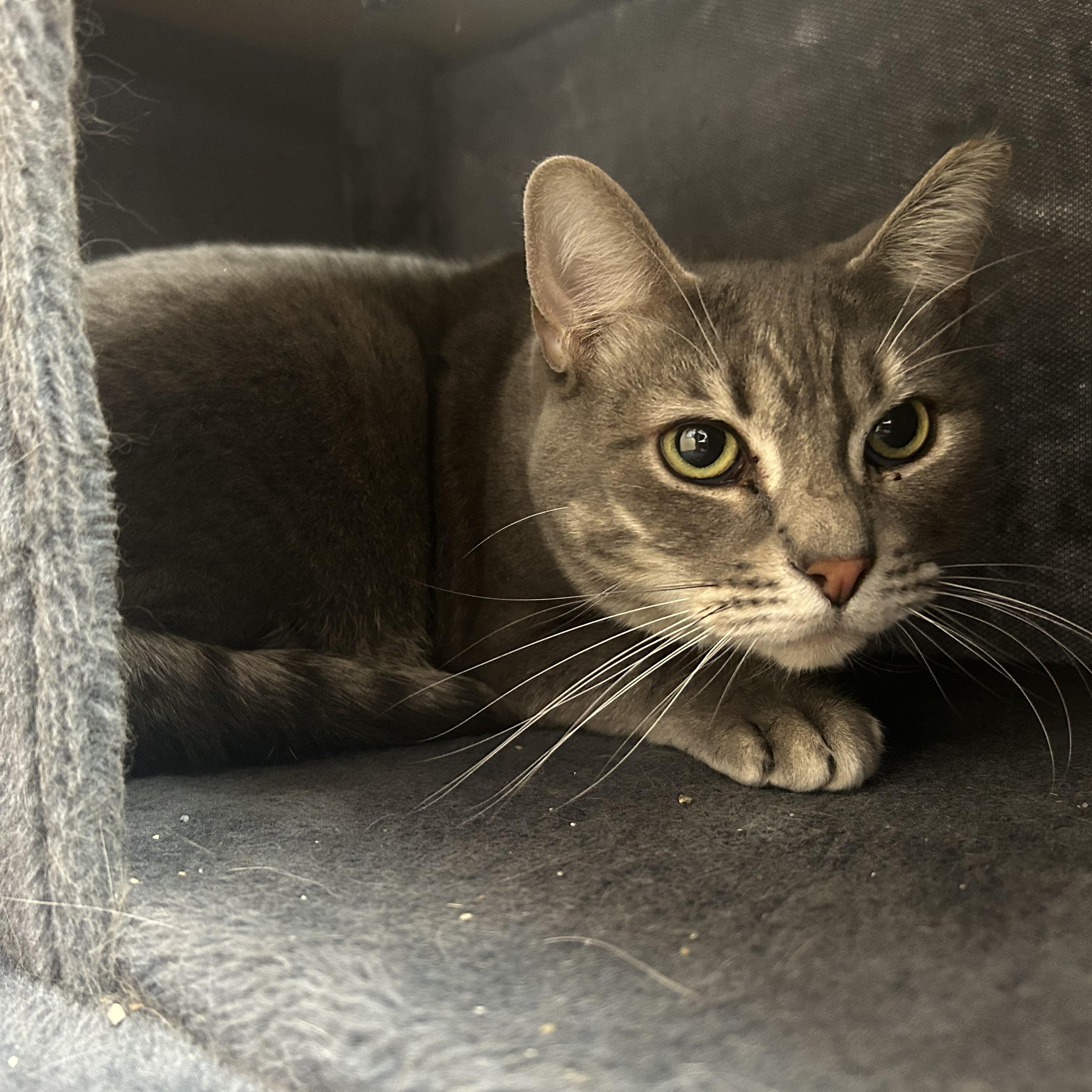 Enlarge MOMO, a ADOPTABLE Domestic Short Hair in Washington, UT image 1/1