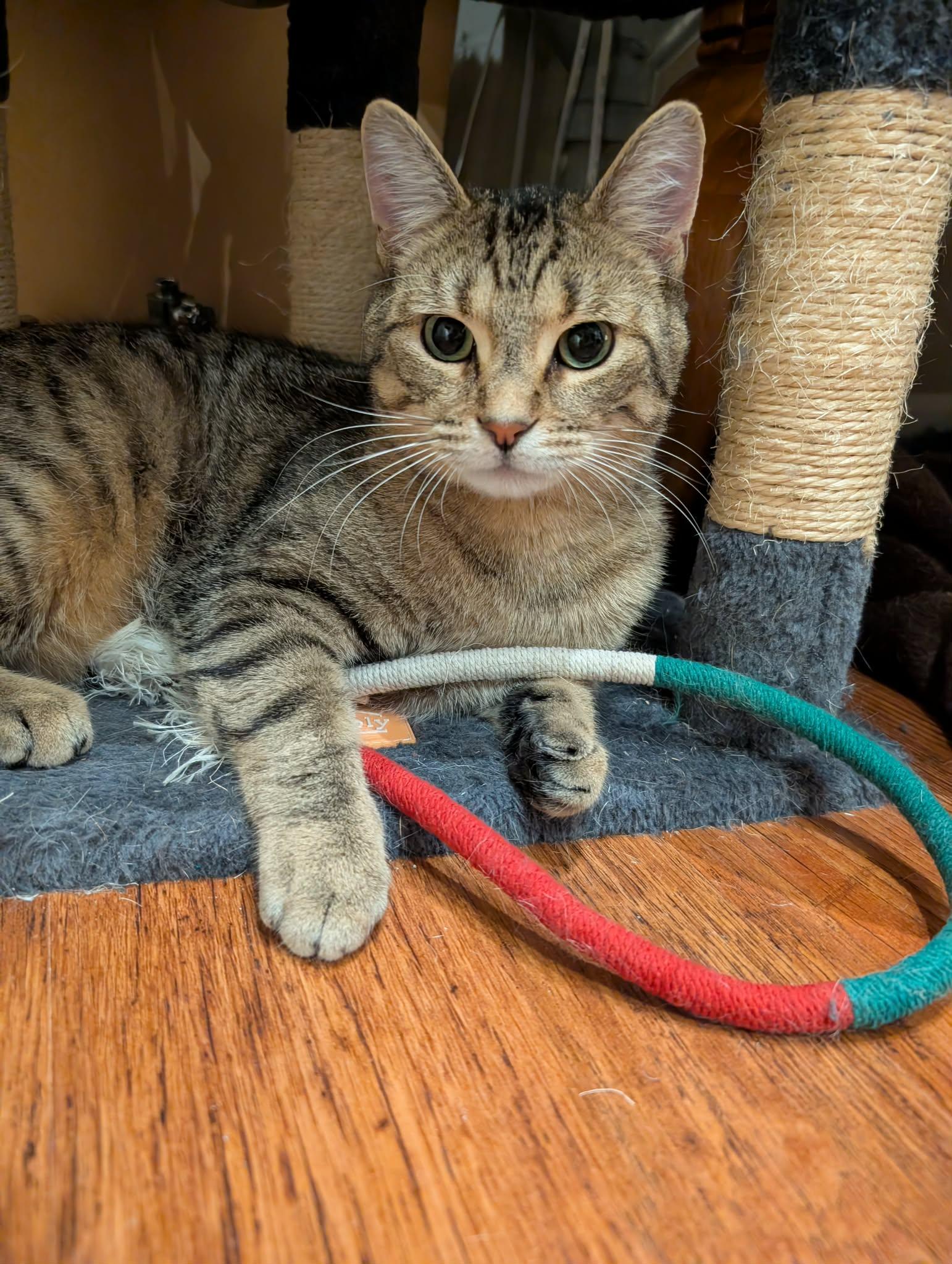 Enlarge AXLE, a Adoptable Domestic Short Hair in Tillsonburg, ON image 3/6