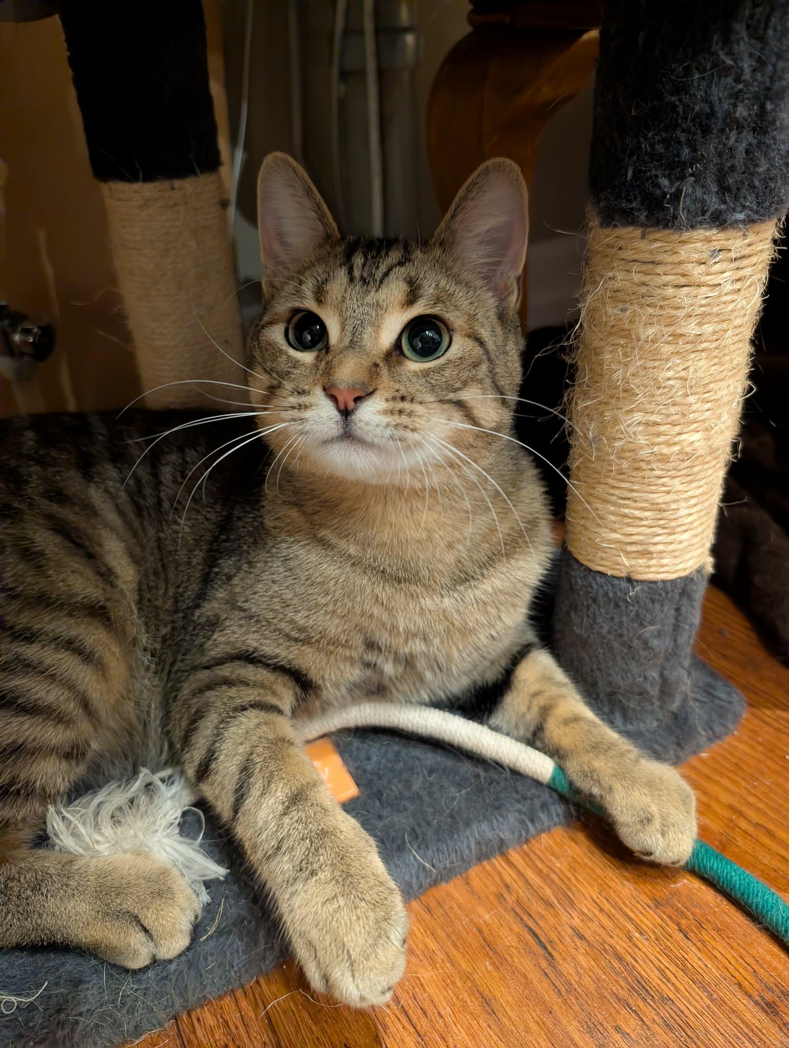 Enlarge AXLE, a Adoptable Domestic Short Hair in Tillsonburg, ON image 4/6