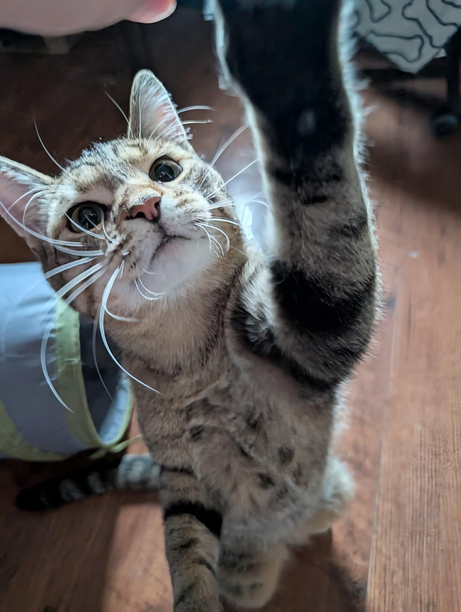Enlarge AXLE, a Adoptable Domestic Short Hair in Tillsonburg, ON image 5/6