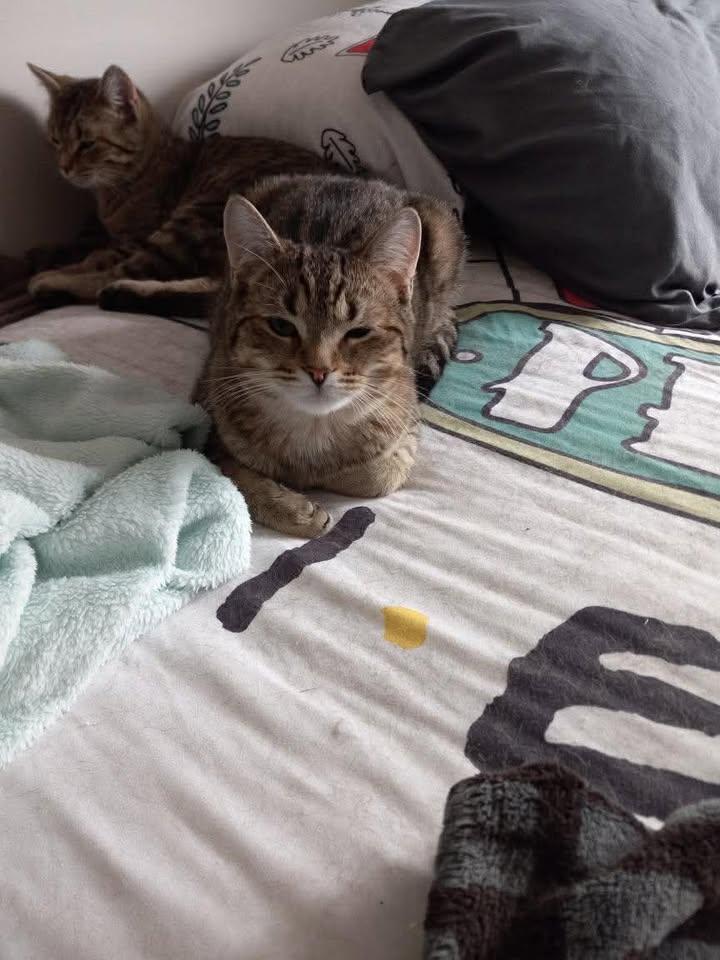 Enlarge AXLE, a Adoptable Domestic Short Hair in Tillsonburg, ON image 2/4