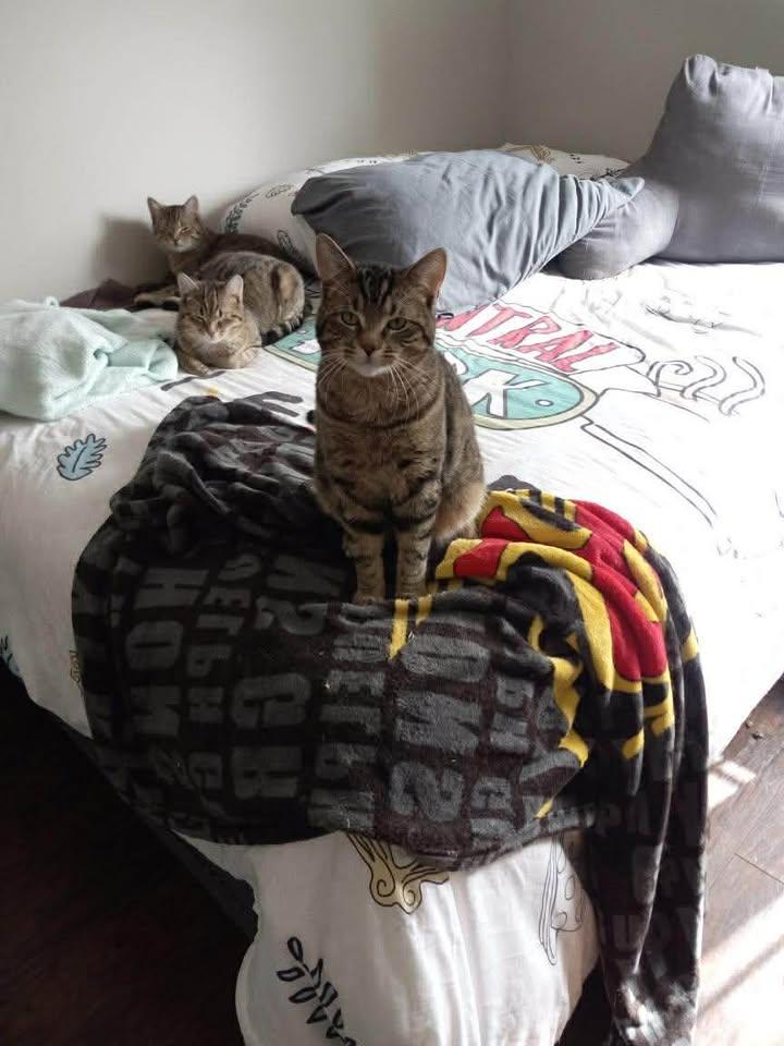 Enlarge AXLE, a Adoptable Domestic Short Hair in Tillsonburg, ON image 3/4